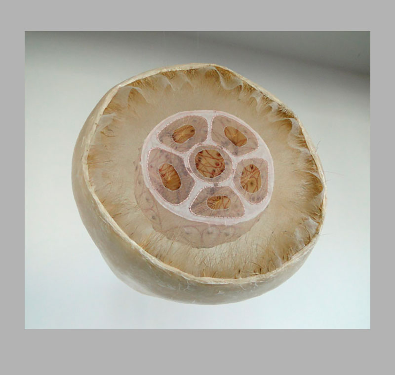 Alexandra G. Hendrikoff